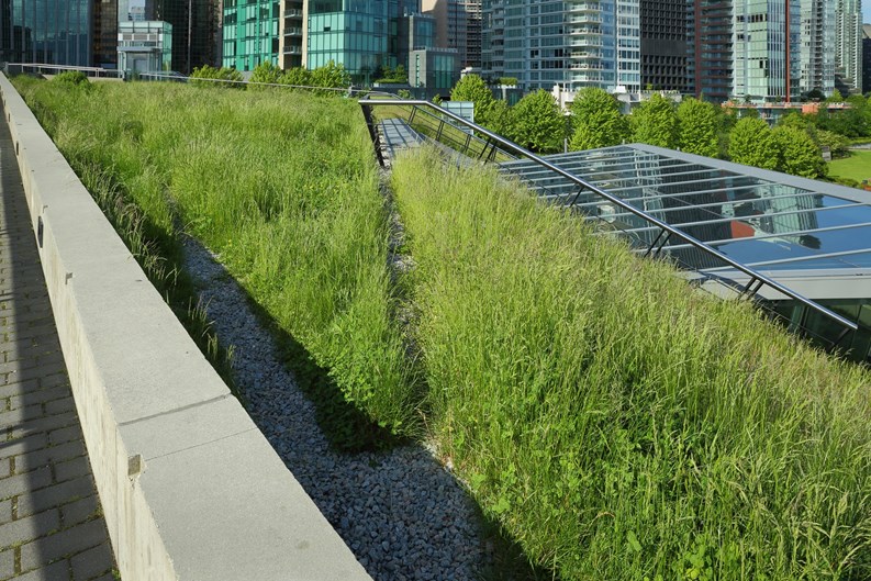 Green Roofs & Solar