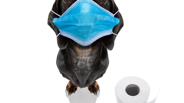 You’re Quarantining. What About Your Dog?