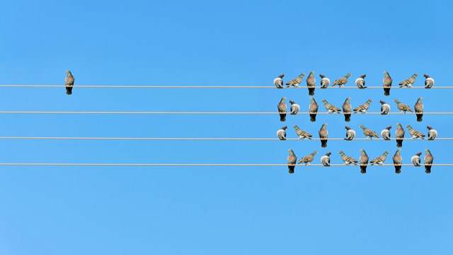 Board Style & Management