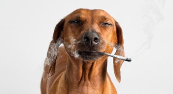 Smoke Gets in Your Eyes: Smoke Gets in Your Eyes: