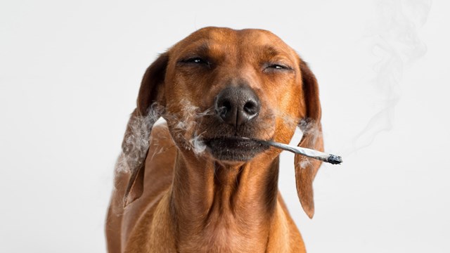 Smoke Gets in Your Eyes: