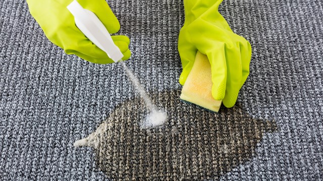 Person Hand Wearing Gloves Spraying Detergent On Grey Carpet To Remove Stain