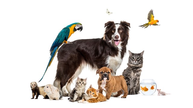 Group of pets posing around a border collie; dog, cat, ferret, rabbit, bird, fish, rodent