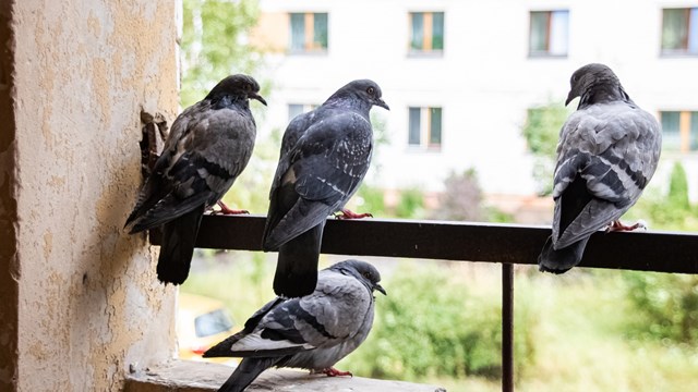 Four pigeons sitting on the balcony on the background of the city close up