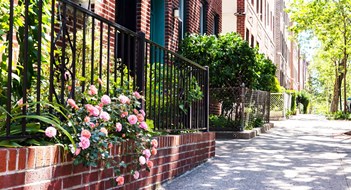 The Importance of Curb Appeal A beautiful pink rose bush in a garden during spring along an empty residential sidewalk in Sunnyside Queens New York