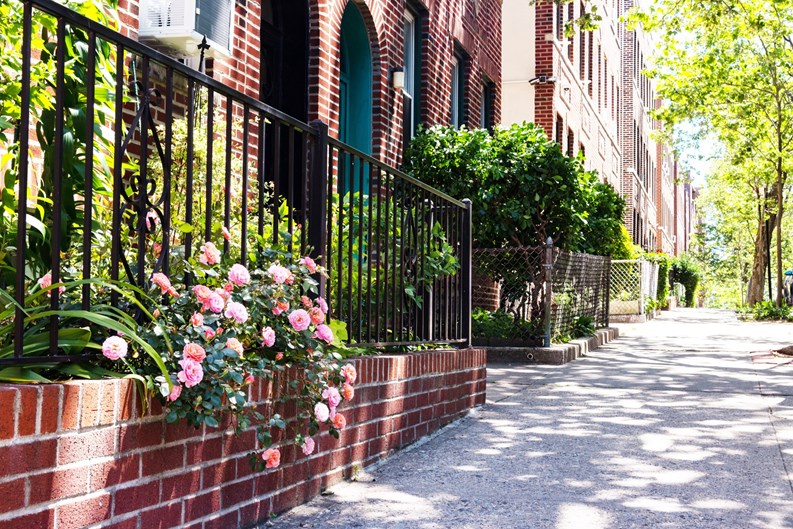 A beautiful pink rose bush in a garden during spring along an empty residential sidewalk in Sunnyside Queens New York