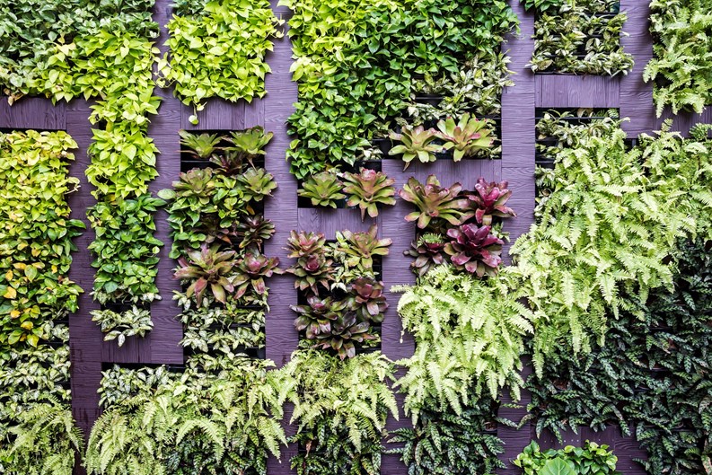 Wall decoration of vertical garden