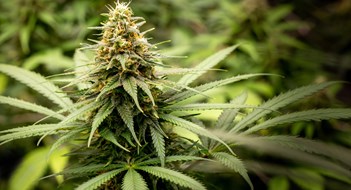 Growin’ Your Own Close-up of a cannabis flower grown for medicinal.