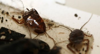 Passing the Pest Test Passing the Pest Test