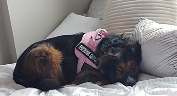 Q&A: Pup Papers, Please A dog, who serves as an emotional support animal, is lying on a bed after spending most of the day moving into her new home, a college dormitory.