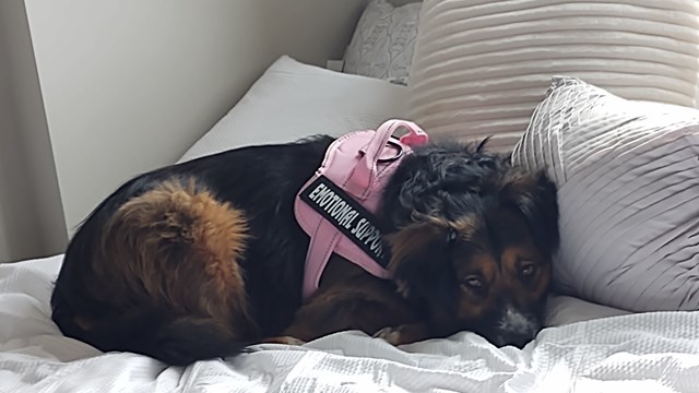 A dog, who serves as an emotional support animal, is lying on a bed after spending most of the day moving into her new home, a college dormitory.