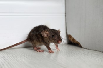 Q&A: Of Mice and Management