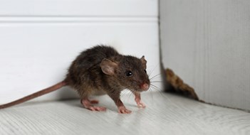 Q&A: Of Mice and Management Grey rat near wooden wall on floor. Pest control