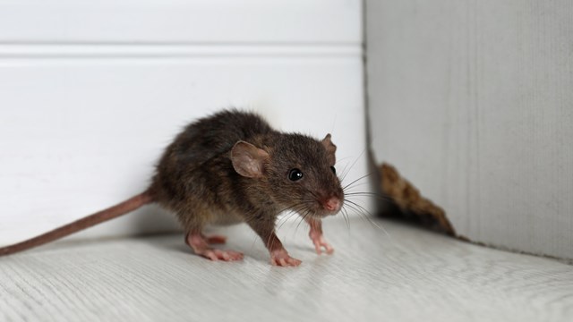 Grey rat near wooden wall on floor. Pest control