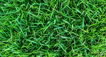 Tips for Healthier, Heartier Grass Zoyzia Matrella grass or commonly called Manila grass