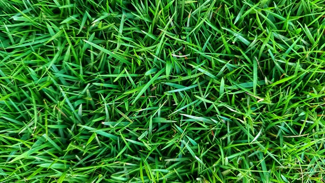 Zoyzia Matrella grass or commonly called Manila grass