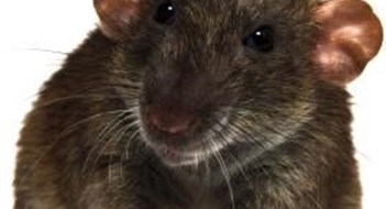 New System Tracks Down Hard to Find Rodent Entry Points New System Tracks Down Hard to Find Rodent Entry Points