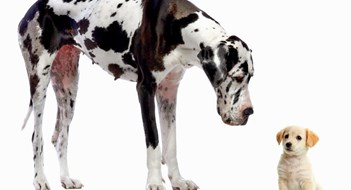 What Size Management Company Fits You Best? What Size Management Company Fits You Best?