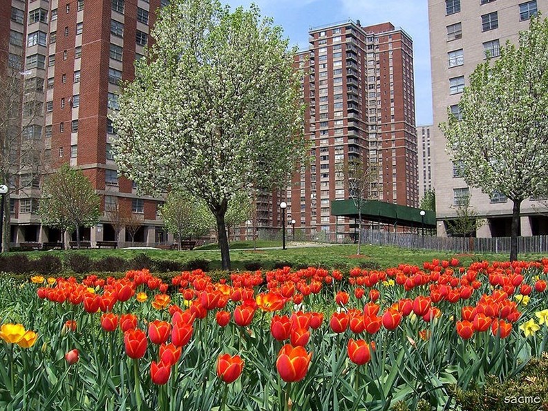 A Look at the South Bronx