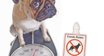 Pet Problems Pet Problems