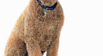 Duty vs. Neighbors Duty vs. Neighbors