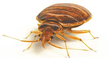 Handling Bedbugs Effectively Handling Bedbugs Effectively
