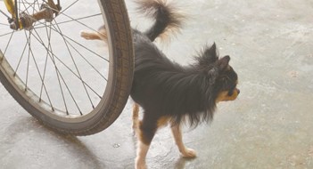 Pet Peeves Pet Peeves