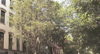 Tree Planning and Care Tree Planning and Care