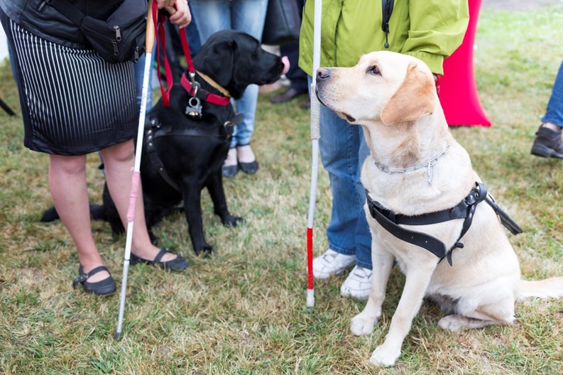 Fraudulent Service Animals