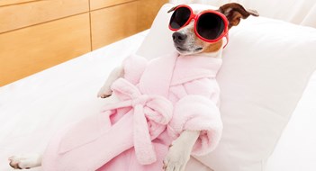 Pet Spas & Doggie CSI Units Pet Spas & Doggie CSI Units