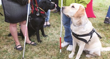 Fraudulent Service Animals Fraudulent Service Animals