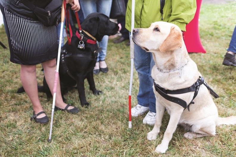 Fraudulent Service Animals