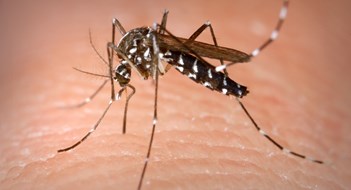 Mosquito Control in the Wake of Zika Mosquito Control in the Wake of Zika