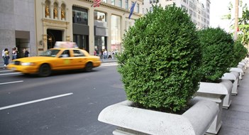 Can't See the Forest: Tree and Plant Issues at a Building Can't See the Forest: Tree and Plant Issues at a Building