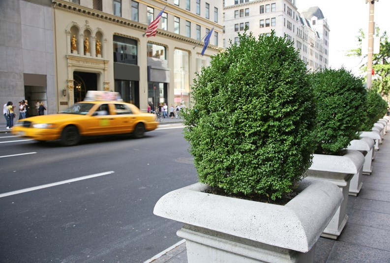 Can't See the Forest: Tree and Plant Issues at a Building