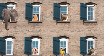 Pet Policies in Boards and Associations Pet Policies in Boards and Associations