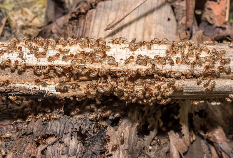 Wood-Destroying Pests