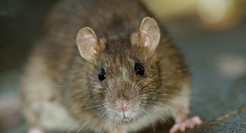 Gross! Rat Season Is Upon Us Gross! Rat Season Is Upon Us