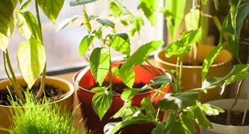 Houseplants: Turn Your Apartment Into a Jungle Houseplants: Turn Your Apartment Into a Jungle