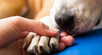 When Calling a Pet an ‘Emotional Support Animal’ Crosses the Line When Calling a Pet an ‘Emotional Support Animal’ Crosses the Line