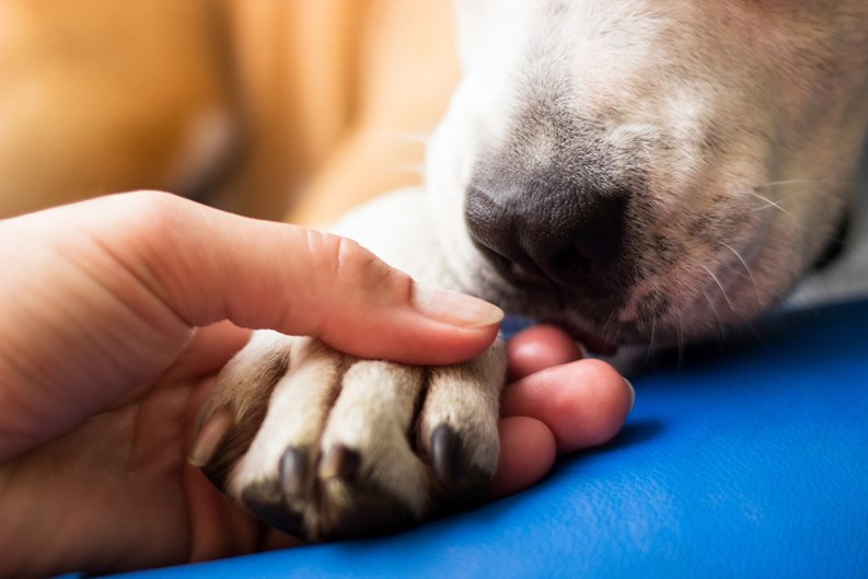 When Calling a Pet an ‘Emotional Support Animal’ Crosses the Line